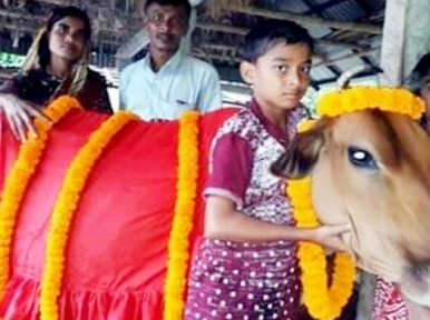 Ali to give sacrifice to cow in the name of Sheikh Hasina